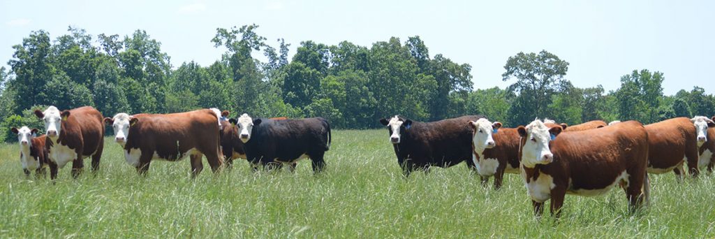 Jm Cattle Company - Tennessee Black Hereford Association