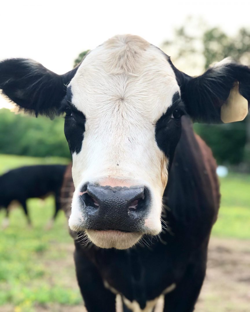 Stringfield Farms - Tennessee Black Hereford Association